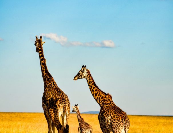 brown giraffe on brown grass field during daytime