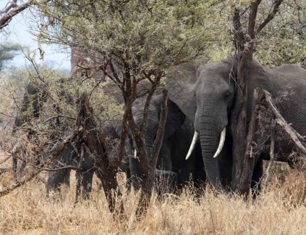 four elephants beside trees