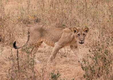 brown lioness on brown grass field during daytime