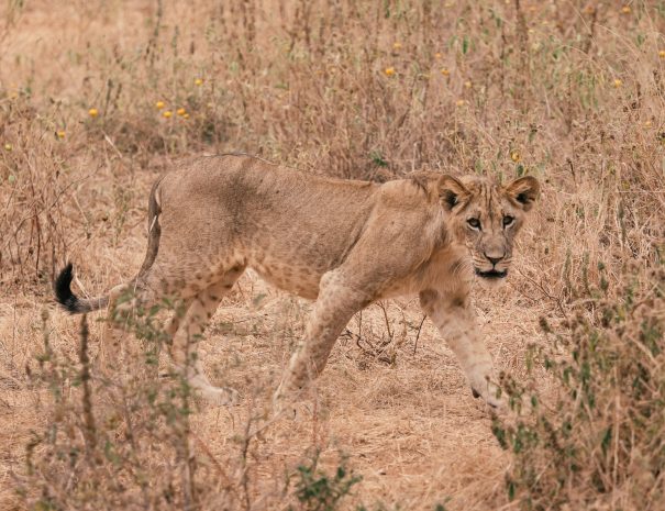 brown lioness on brown grass field during daytime