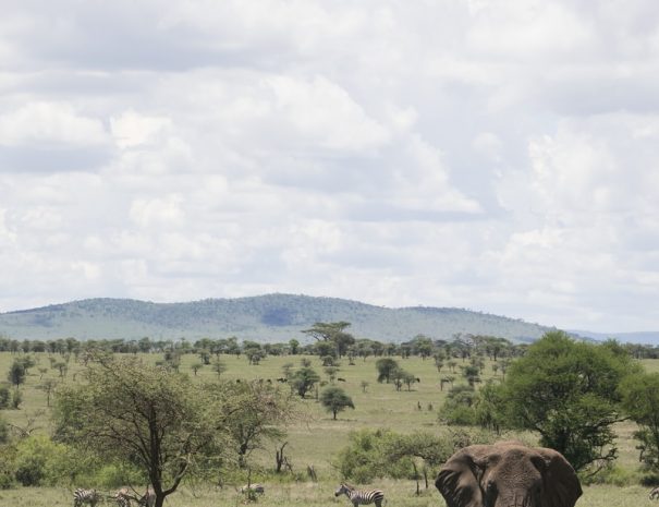 elephant in forest