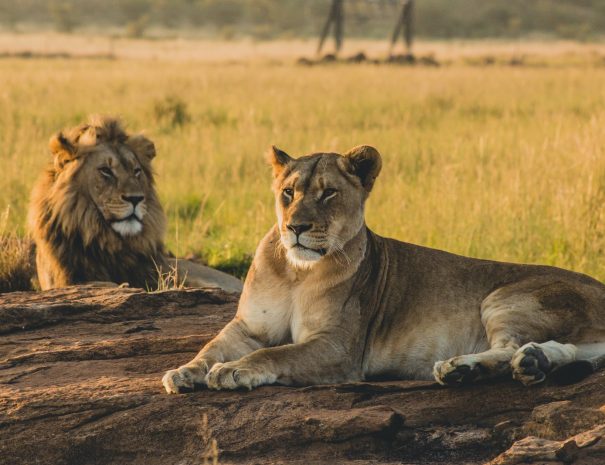 lioness reclining on soil in front of lion