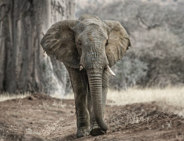 elephant walking on brown dirt during daytime