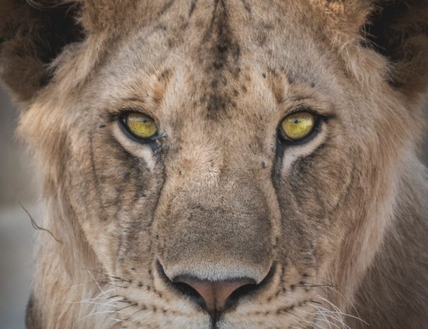 lioness closeup photography