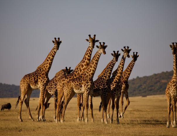 giraffe's on grass field