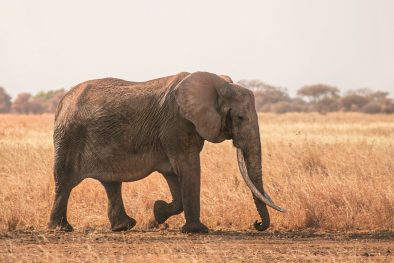 elephant walking on brown field during daytime