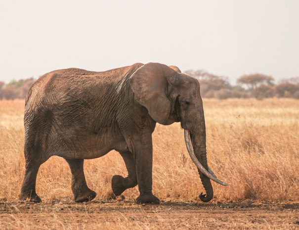 elephant walking on brown field during daytime