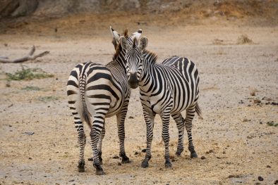 2 zebra standing on brown sand during daytime