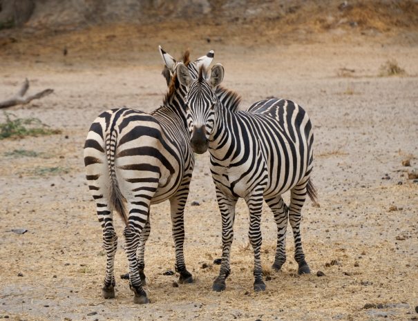 2 zebra standing on brown sand during daytime