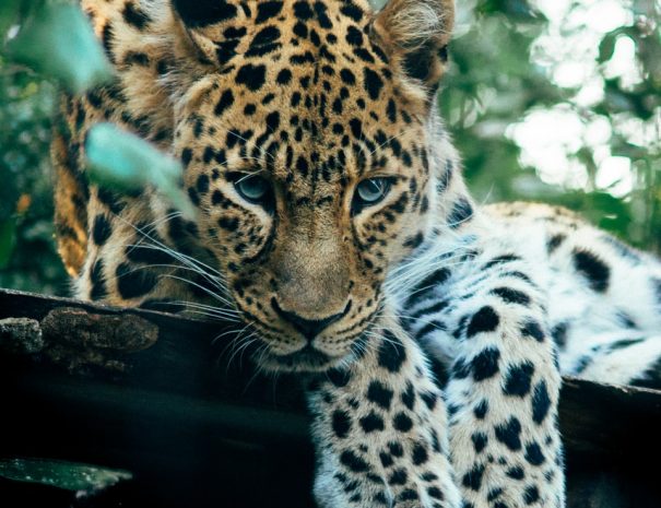 brown leopard near trees