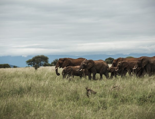 group of elephant in middle of grass field under cloudy sky