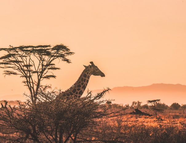 black and white giraffe on brown grass field