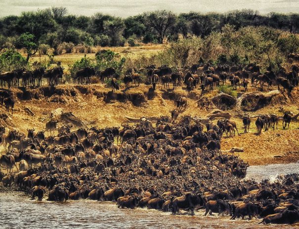 herd of buffalos