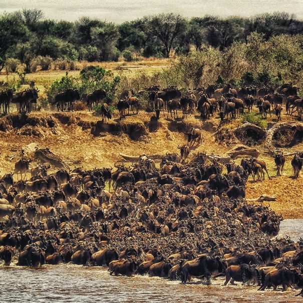 herd of buffalos