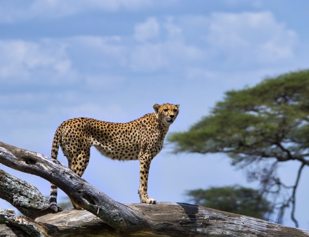 cheetah on brown wooden log under blue sky during daytime