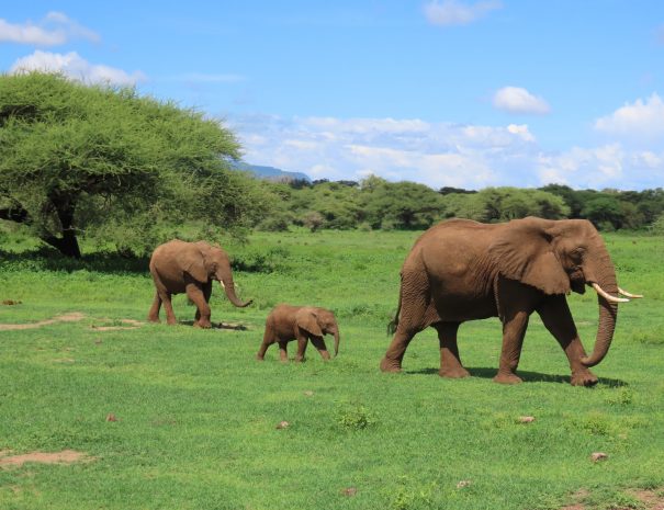 brown elephants on green grass field during daytime