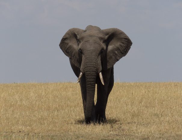 grey elephant on brown grass field during daytime