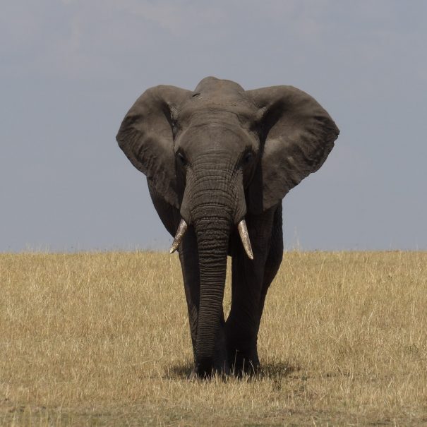 grey elephant on brown grass field during daytime