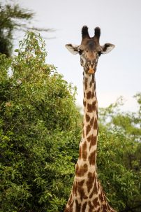 giraffe standing under green tree during daytime