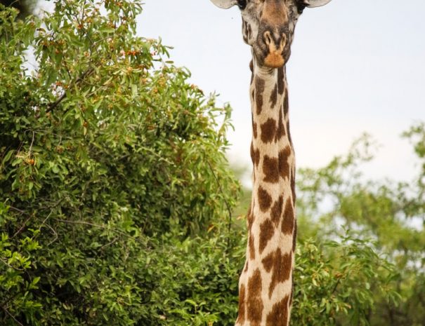 giraffe standing under green tree during daytime