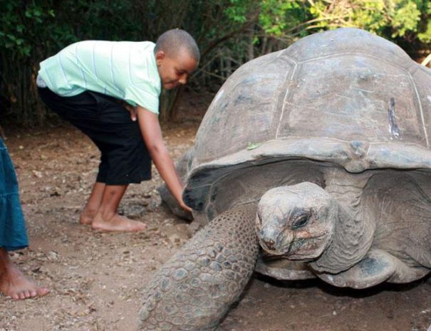 Chilling with Tortuise at Prison Island Zanzibar