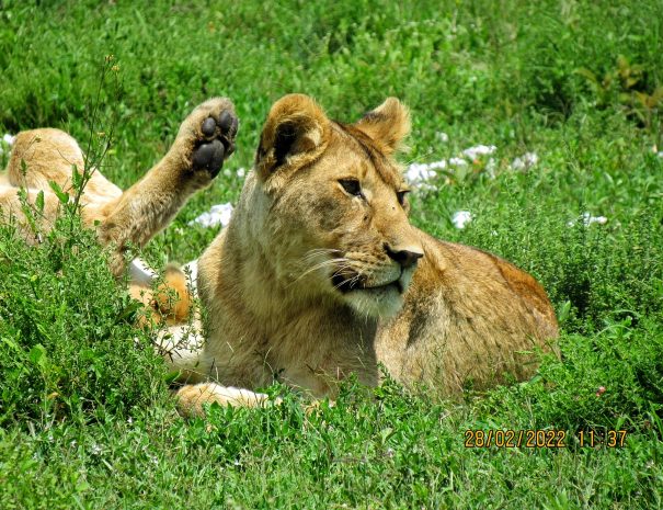 Lion at ngorongoro crater