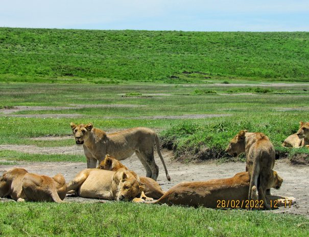 lion with maasai at Ngorongoro crater