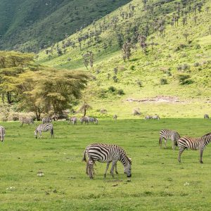 Zebra at Ngorongoro crater