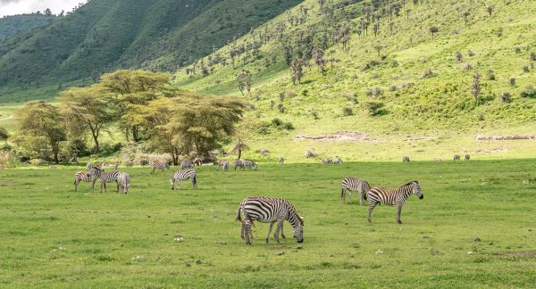 Zebra at Ngorongoro crater