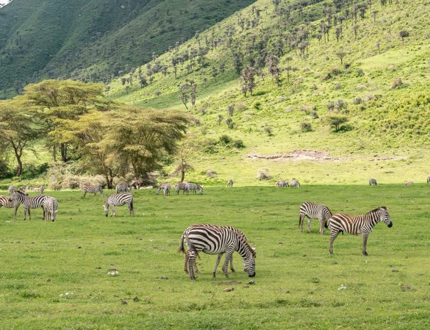 Zebra at Ngorongoro crater