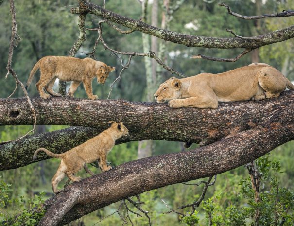 Tree climbing lion