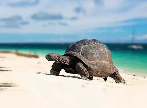 tortoise at Prison Island Zanzibar