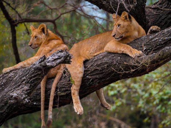Lions on top of tree at lake manyara