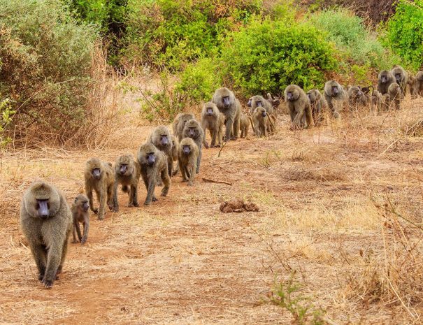 baboons at lake manyara