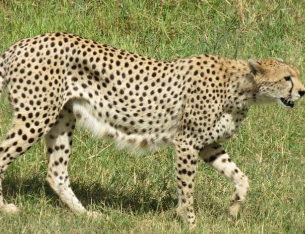 Leopard in Serengeti national park