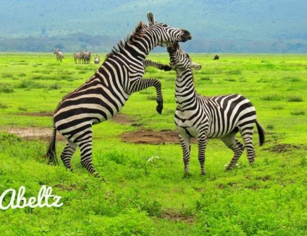 zebra at Ngorongoro crater