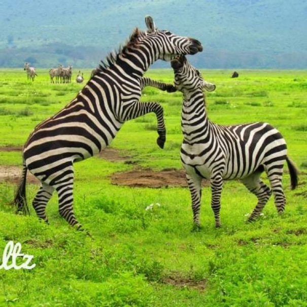 Ngorongoro conservation area