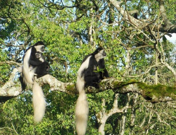 arusha_national_park