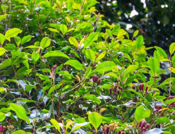 clove-tree-syzygium-aromaticum-aromatic-flower-buds-bloom-growing-spice-farm-zanzibar-tanzania-clove-tree-syzygium-240607668