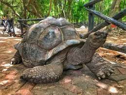 Prison Island big Tortoise