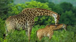 Giraffe at Arusha national park