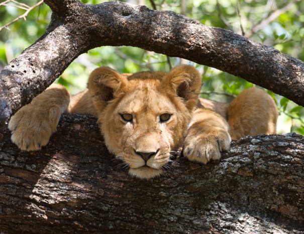 Lake Manyara National Park