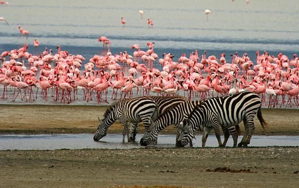 zebra at lake manyara