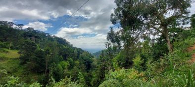 nature around mount kilimanajro