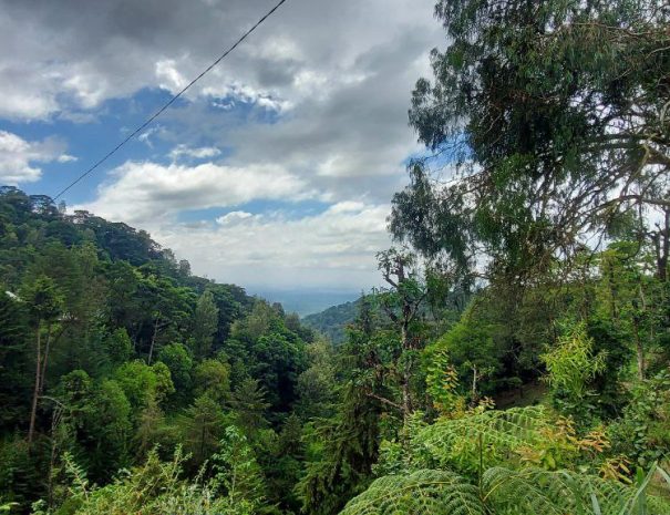 nature around mount kilimanajro