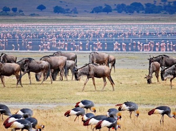 Wildebeests at lake manyara