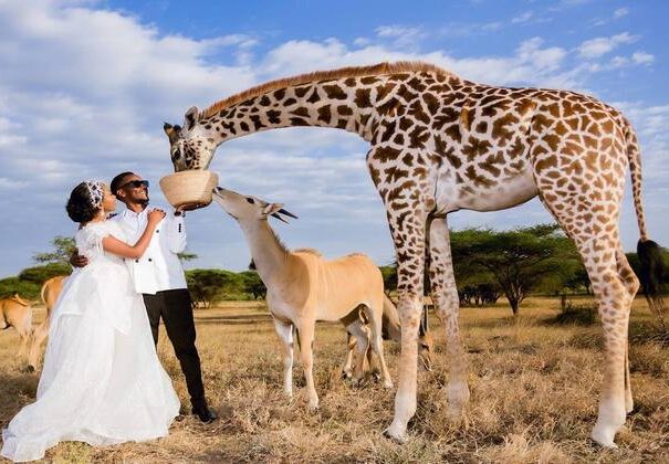 a couple feeding giraffe at serval wildlife