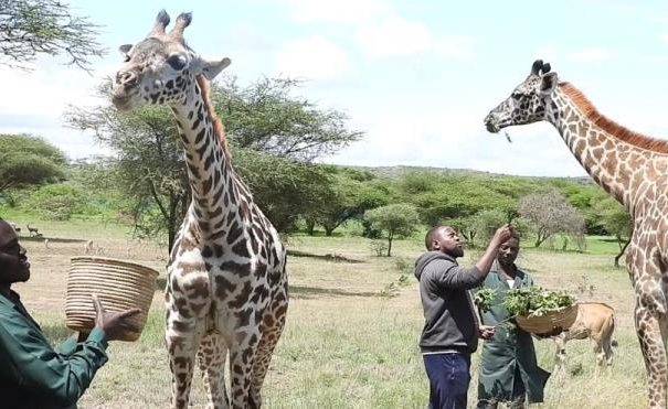 men feeding giraffee at serval wildlife