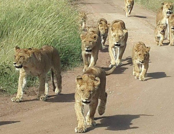 serengeti national park
