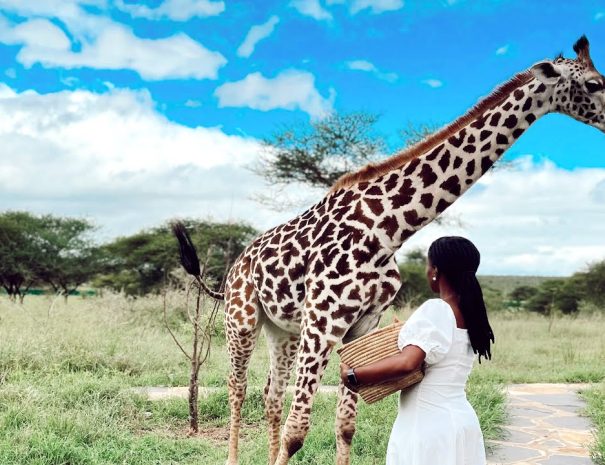woman feeding giraffe at serval wildlife